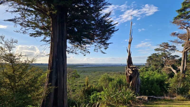 Heron Park Auckland