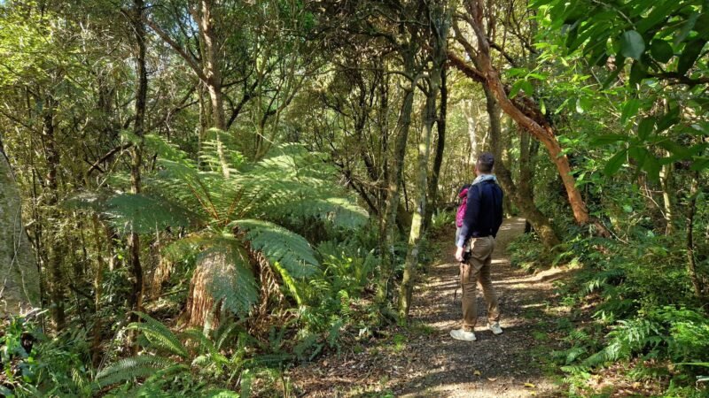 Kaka Point Scenic Reserve Bush Walk