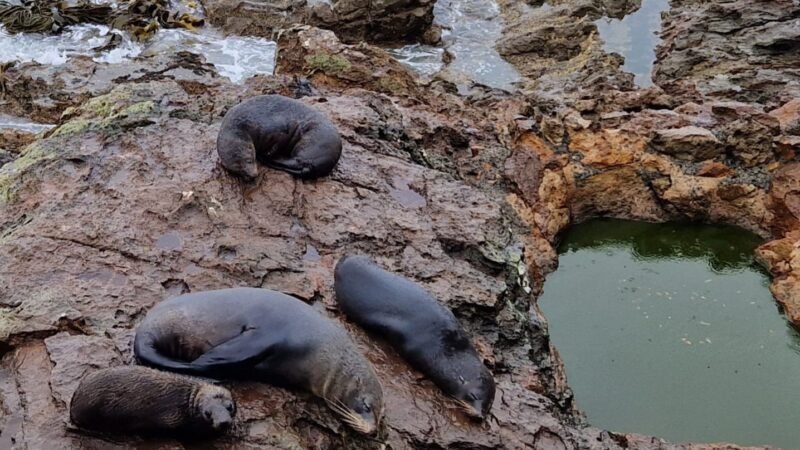 Seerobben und ihre Babys im Otago Peninsula