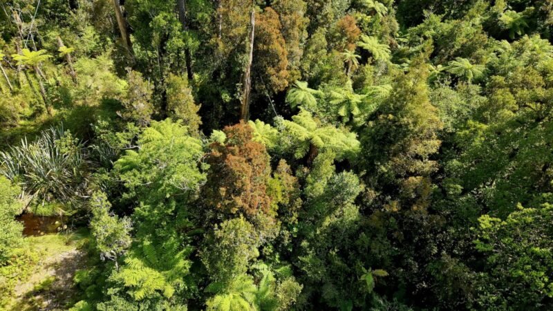 Der Regenwald von oben am Tree Top Walk